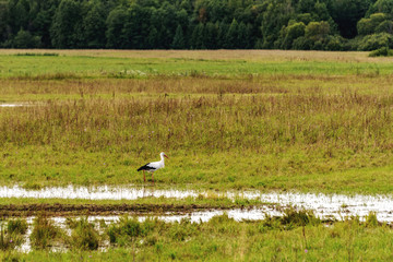 Rural landscape with a stork. Copy space.