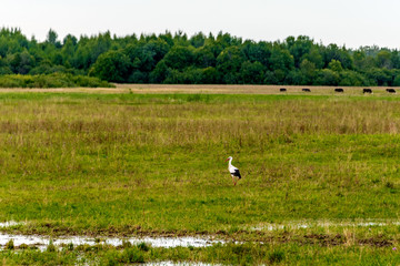 Obraz na płótnie Canvas Rural landscape with a stork. Copy space.