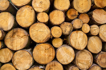 Fototapeta premium Close-Up of Stacked Cut Tree Trunks.