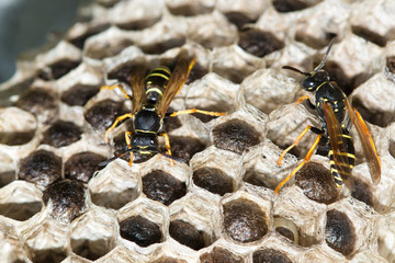 Paper wasps , Polistes dominula and nest