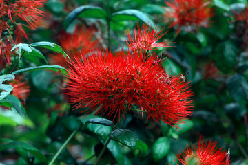 Rote Buschweide oder thailändische powderpuff Blume Tropenpflanze