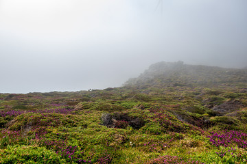 Cabo Vilán, Camariñas, Spain: Vegetation on the rocks of the peninsula and cartilage covered with...