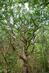 Old Tree with Long Branches in the Forest, Germany