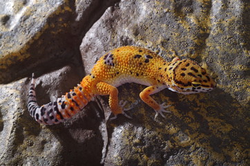 게코. 도마뱀.애완용. 애완용도마뱀.