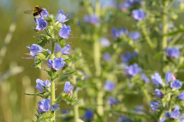 Blauer Natternkopf mit Hummel in der Bl&uuml;te