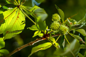 Chestnut. Chestnut Leaves. Chestnut branch with fruits.