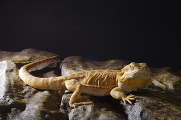 게코. 도마뱀.애완용. 애완용도마뱀.