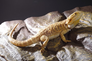 게코. 도마뱀.애완용. 애완용도마뱀. 