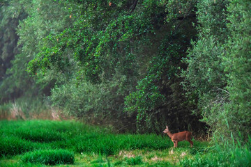 Roe doe in meadow at edge of forest.