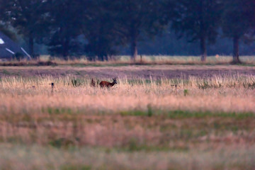 Young roebuck roams over meadow at dusk.