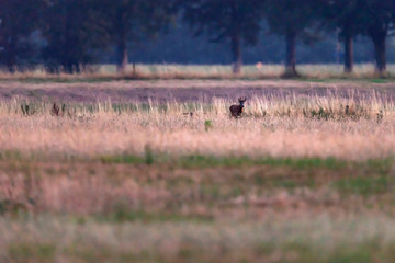 Obraz na płótnie Canvas Young roebuck roams over meadow at dusk.