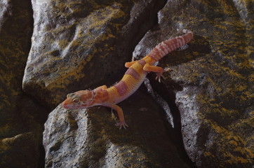 게코. 도마뱀.애완용. 애완용도마뱀. 