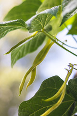 pods of beans on plant (common bean), green leaves around, clear sky in background, in the garden