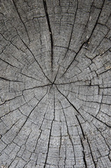 Fototapeta premium Concentric annual rings on an old gray log