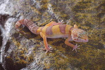 게코. 도마뱀.애완용. 애완용도마뱀. 