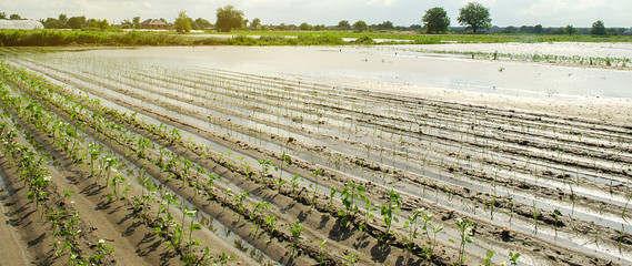 Agricultural land affected by flooding. Flooded field. The consequences of rain. Agriculture and...