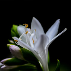 White  bell shaped flower with stamen and pollen on a black background.