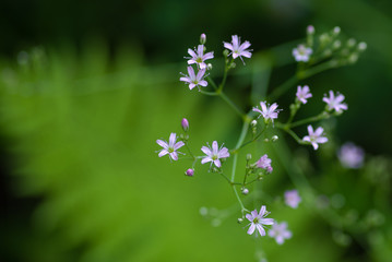 Tiny pinkish flowers against a  blurred image of a green fern leaf.