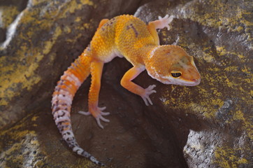 게코. 도마뱀.애완용. 애완용도마뱀. 