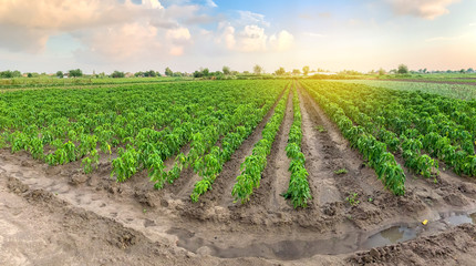 Fototapeta na wymiar Panoramic photo of a beautiful agricultural view with pepper plantations. Agriculture and farming. Agribusiness. Agro industry. Growing Organic Vegetables
