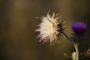 Thistle flowers (Cardus Marianus) at the top of the mountains at sunset