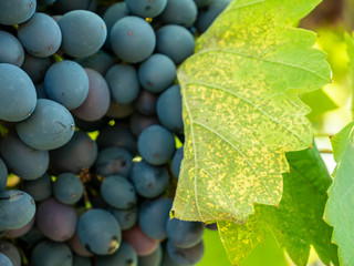 Bunches of grapes in a vineyard in a rural garden