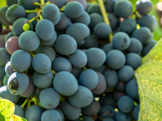Bunches of grapes in a vineyard in a rural garden