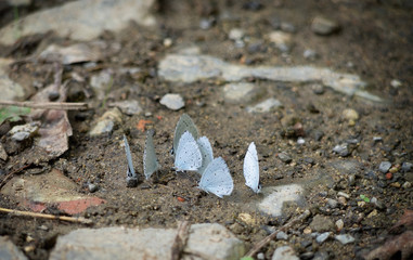 Celastrina argiolus aka Holly Blue butterflies.