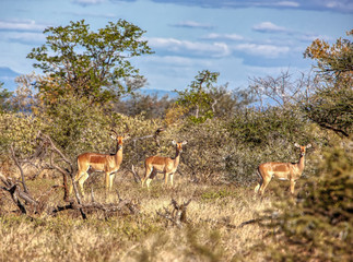 Fototapeta premium Impala family