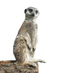meerkat isolated on a white background