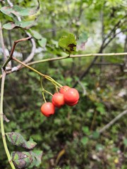 cherries on tree