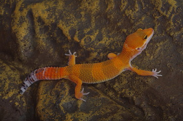 게코. 도마뱀.애완용. 애완용도마뱀.