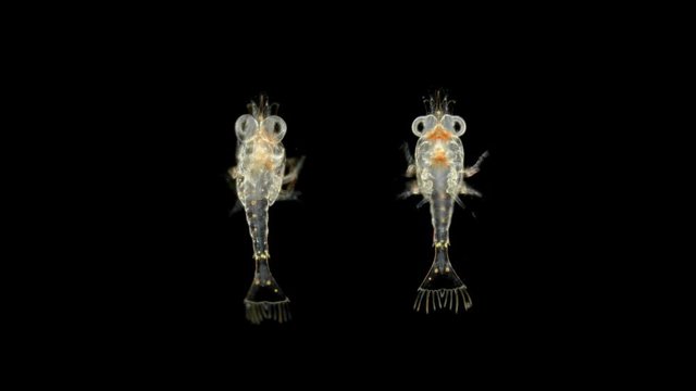 Black Sea plankton and zooplankton under a microscope, order Mysida, looks very much like a shrimp, class Malacostraca, type Arthropoda, a favorite fish food
