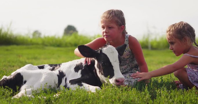 Authentic shot of two cute little girls are caressing  an ecologically grown newborn calf used for biological milk products industry on a green lawn of a countryside farm with a sun shining.