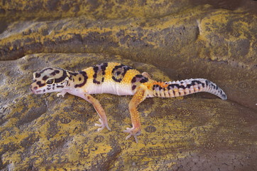 게코. 도마뱀.애완용. 애완용도마뱀.