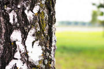 Fototapeta premium Tree in park with green grass, birch in the foreground, field, park, background