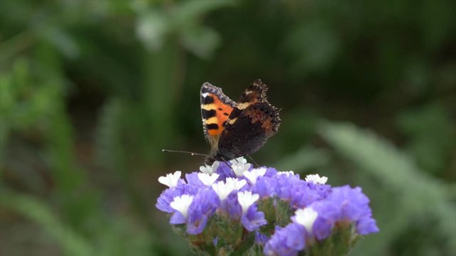 Close up butterfly on purple flower  drinking nectar