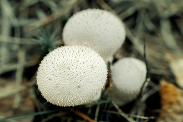 mushrooms in the forest