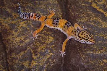 게코. 도마뱀.애완용. 애완용도마뱀.