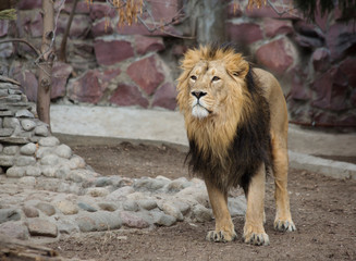 Naklejka premium Lion. Lion is a species of predatory mammals, one of the four representatives of the genus Panthers. The lion is the second largest of the living large cats, second only to the tiger.