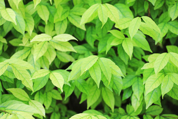 Fresh green tree leaves on nature background in the morning sunlight. Natural background.