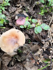 mushrooms in forest