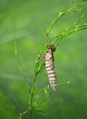 Lifeless shell, exuvia, of a dragonfly larva