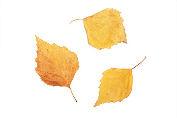 Three yellow leaves, leaves birch, isolated. The concept of autumn