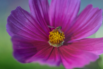 blume blühen lila schönheit prachtvoll
