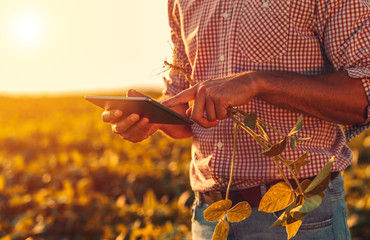 Close up of farmers hands with tablet on soybean filed at sunset.