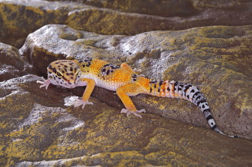 게코. 도마뱀.애완용. 애완용도마뱀.