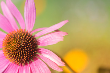 sonnenhut echinacea echinacin pink blume