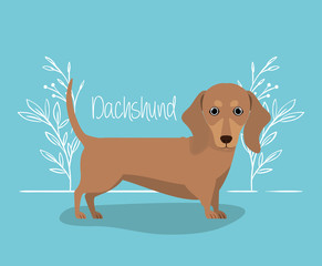 cute dashhund dog pet character