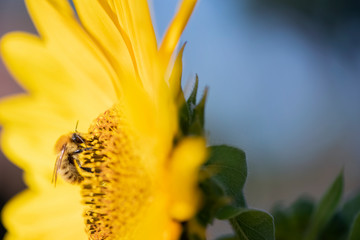 sonnenblume biene nektar pollen fleißig